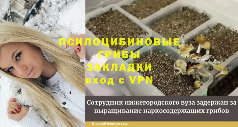 Галлюциногенные грибы Psilocybe  Чебаркуль 